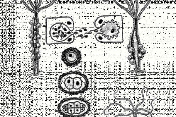 Кракен ссылка германия