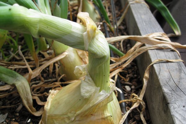 Kraken пользователь не найден при входе