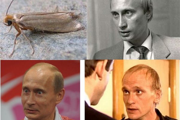 Кракен тг ссылка
